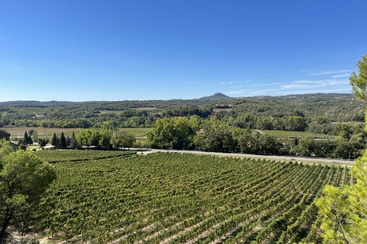 Viñedo