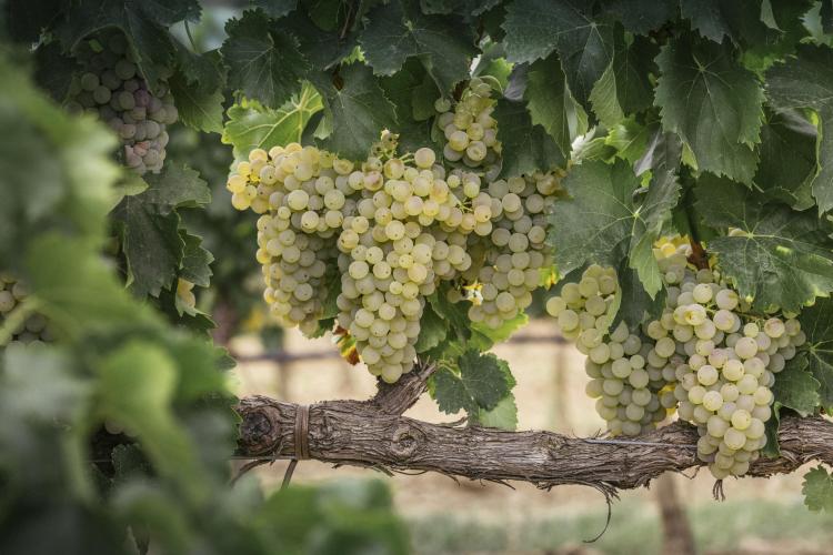 Foto de variedades de uva blanca en Viñas del Vero