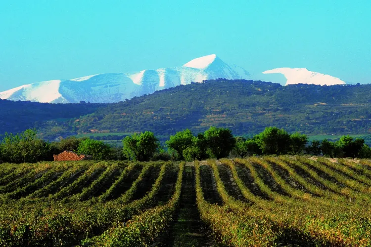Viñedos del Somontano con los picos nevados del Pirineo al fondo, una escapada cerca de Zaragoza