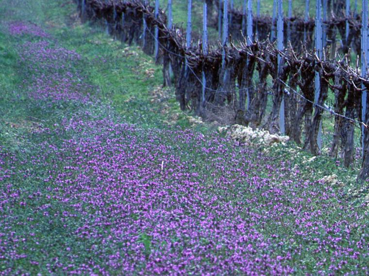 VIÑAS DEL VERO