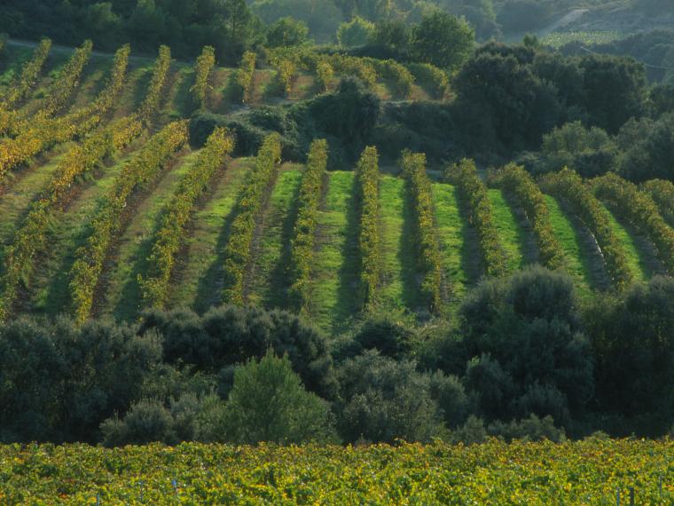 VIÑAS DEL VERO SOMONTANO